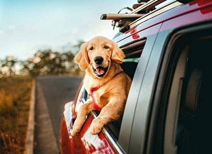 Preveza Rental car hire dog out